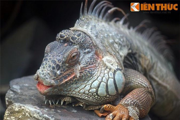 Có thể dài đến 2m và ngoại hình cực kỳ cổ quái, rồng Nam Mỹ xứng đáng được coi là loài vật quái dị nhất của dân chơi Việt Nam.