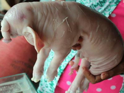 Năm 2013, một chú heo có hình dáng như một con voi xã Viên An, huyện Trần Đề, Sóc Trăng, con heo có vòi dài hơn 30 cm giống vòi con voi. Theo lời chủ của đàn heo này, bình quân một ngày có trên 300 người đến xem, vì vậy chị đã đem heo dâng lên chùa vào.