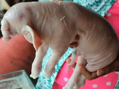 Năm 2013, một chú heo có hình dáng như một con voi xã Viên An, huyện Trần Đề, Sóc Trăng, con heo có vòi dài hơn 30 cm giống vòi con voi. Theo lời chủ của đàn heo này, bình quân một ngày có trên 300 người đến xem, vì vậy chị đã đem heo dâng lên chùa vào.