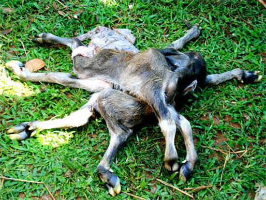 Chú nghé vô cùng kì dị với 8 chân, 4 tai và 2 đuôi xuất hiện ở một gia đình người dân xóm nước Liếc, thôn Mai Lãnh Hạ, xã Long Mai, huyện Minh Long, Quảng Ngãi. Ngay từ lúc chào đời, chú nghé đã làm mọi người phải sững sờ vì hình dáng kì dị của mình.