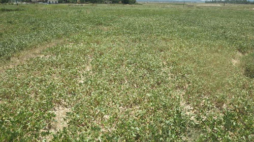 Hoa màu bị “thiêu đốt” trong cái nắng kinh hoàng, năng suất bị giảm, thậm chí có những vùng bị mất trắng.