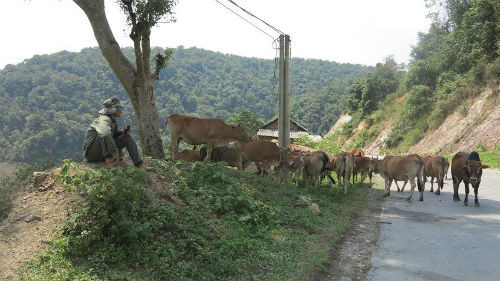 Đàn gia súc và người cũng may mắn tìm được một bóng cây ven đường để trốn nắng.