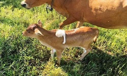 Chú bê kỳ dị có chân... mọc trên lưng gây sốc Chu be ky di co chan... moc tren lung gay soc