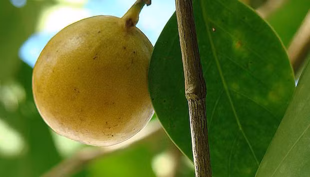 Vẻ ngoài ngọt ngào của quả Manchineel chín rất dễ khiến người ta "tưởng bở", tuy vậy, cơn đau bỏng rát miệng và cổ họng sẽ ập đến chỉ sau một vết cắn.. Sau vài giờ, nạn nhân sẽ nôn ra máu do tổn thương cổ họng, đi kèm với đó là hiện tượng tiêu chảy không ngừng, gây mất nước nghiêm trọng. Khi tổn thương quá lớn, nạn nhân sẽ được Thần chết chào đón.Ảnh: MNN 