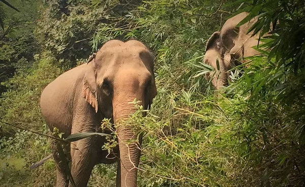 Chan dung "ba bau" voi sap vuot can khien tinh Dak Lak tat bat-Hinh-5