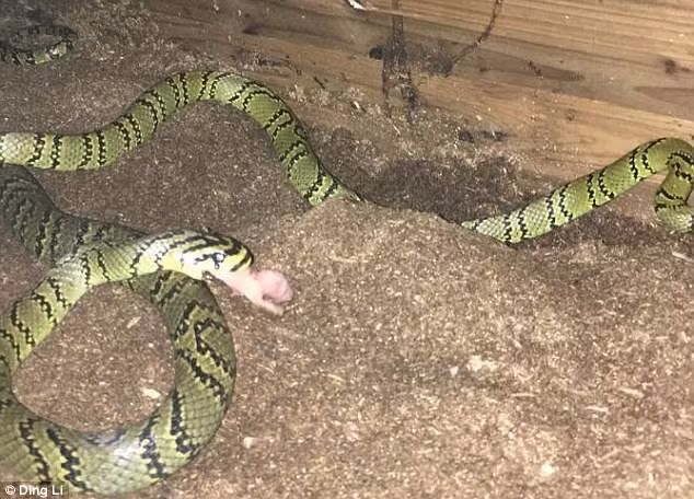 Can canh ran vien ngoc trai hiem va dep nhat the gioi-Hinh-3