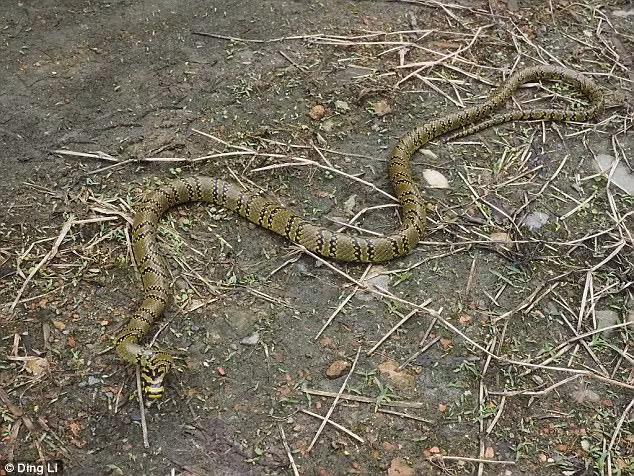 Can canh ran vien ngoc trai hiem va dep nhat the gioi-Hinh-2