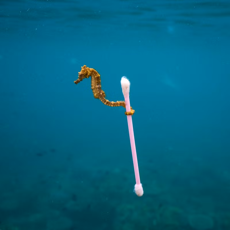 Nhiếp ảnh gia người Mỹ Justin Hofman vào vòng chung kết cuộc thi ở hạng mục Ảnh đơn với tác phẩm chụp một chú cá ngựa dùng đuôi bám vào chiếc tăm bông.