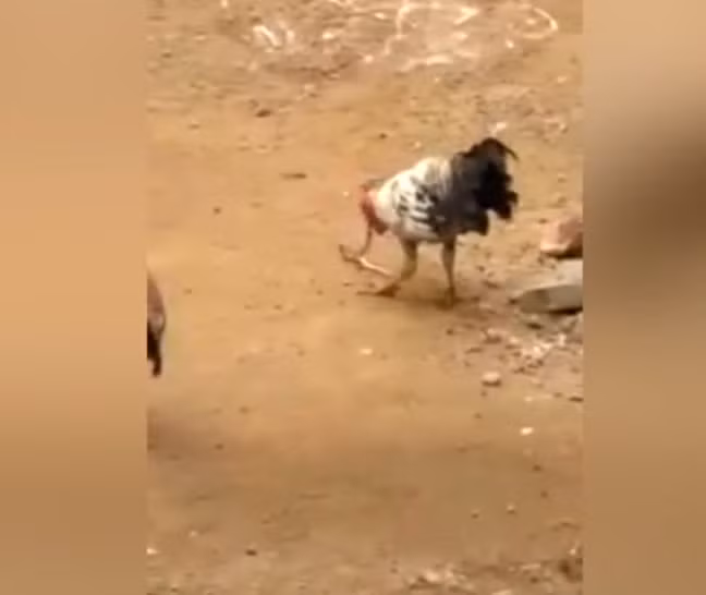 Chuyen nguoc co that: Ga trong noi dien giet gon ran ho mang-Hinh-4