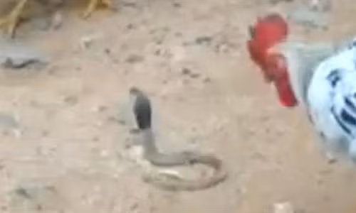 Chuyen nguoc co that: Ga trong noi dien giet gon ran ho mang-Hinh-2