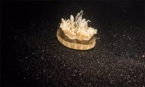 Lat tay bi an giac ngu cua dong vat "khong co nao"