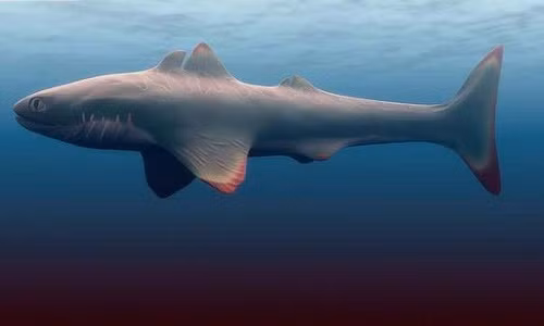 Phat hien gay soc ve ke dau tien "thong tri" dai duong