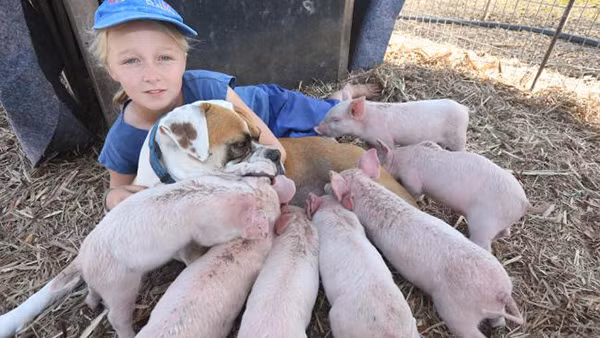 Cho tung bi bo roi nhan "nuoi" 8 chu lon va chuyen xuc dong phia sau-Hinh-3