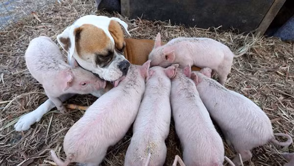 Cho tung bi bo roi nhan "nuoi" 8 chu lon va chuyen xuc dong phia sau-Hinh-2