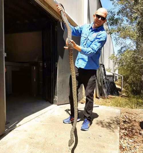 Kinh khiep troi nong, ran kich doc dua nhau ghe tham nha dan-Hinh-3