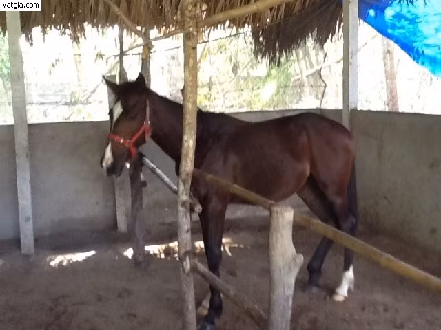 Nhìn bán diện, vai, bụng mông của giống ngựa Việt Nam phình ra, còn sau vai và hông thì co lại, lưng hơi võng.