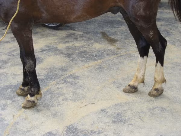 Ngựa có dạng hình chữ nhật, chiều cao và chiều dài tương đương nhau, hoặc chiều dài hơn chiều cao một ít, mép trên ở cổ ít chếch, ở tư thế nằm ngang nhiều hơn làm cho ngựa có vẻ dài hơn.