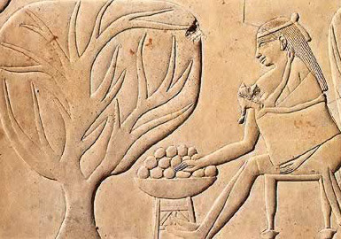 Cụ thể, phụ nữ sẽ đi tiểu trên hạt lúa mạch và lúa mì. Nếu những hạt này nảy mầm có nghĩa người phụ nữ này đang mang thai và ngược lại.