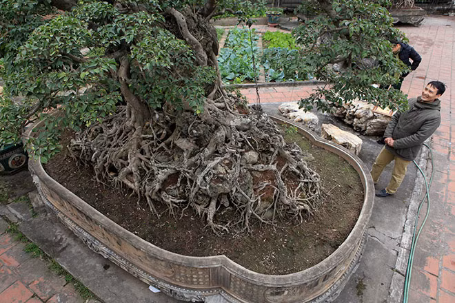 Chiều cao bộ rễ là 0,55m. Chiều cao cây là 3,2m. Nếu tính cả chậu, tổng chiều cao lên đến 3,7m.