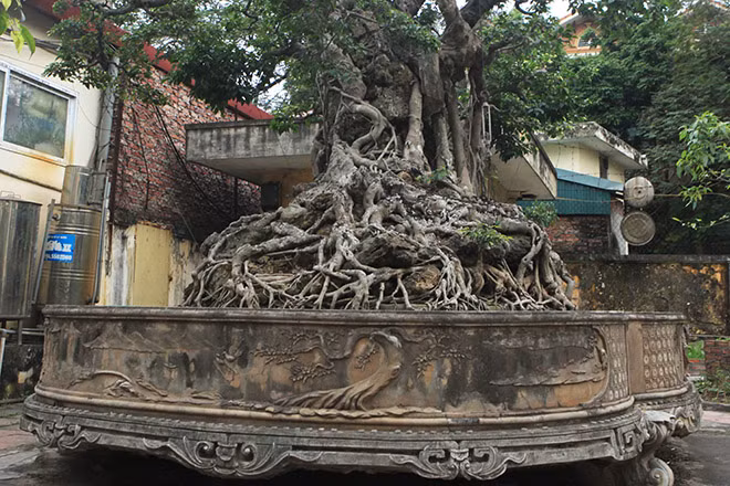 Bộ rễ của cây gây ấn tượng vì không chỉ lớn mà còn "lắc lỉu" với những hòn đá như được "ôm" dưới thân cây