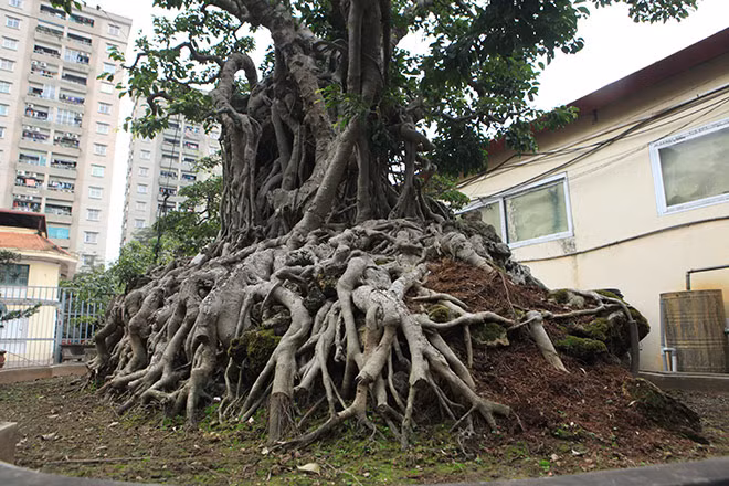 Từ xa nhìn vào có thể nhận ra hình dáng của chín con rồng đang cùng nhau "vờn" một viên ngọc