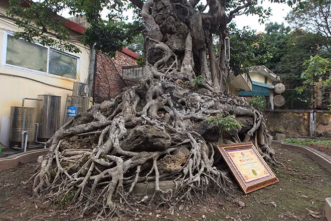 Đến nay, cây sanh cổ "Cửu long tranh châu" trồng trong chậu có bộ rễ với chu vi 9,1m, dài 3,7m, ngang 2m và cao 1,9m.