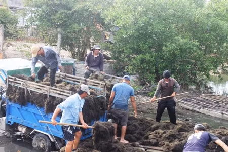 Rất đông người dân đến nhặt rau câu chỉ.