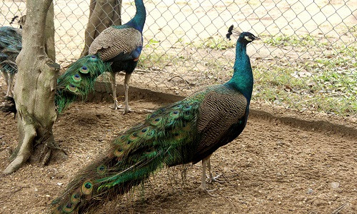 Chim công còn gọi là khổng tước, được xem là loài chim quý có ý nghĩa tốt đẹp về mặt phong thủy. Thời xưa, vua chúa thường nuôi chim công để thưởng ngoạn và cầu may mắn, tài lộc.