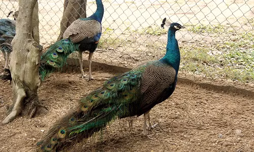 Chim công còn gọi là khổng tước, được xem là loài chim quý có ý nghĩa tốt đẹp về mặt phong thủy. Thời xưa, vua chúa thường nuôi chim công để thưởng ngoạn và cầu may mắn, tài lộc.