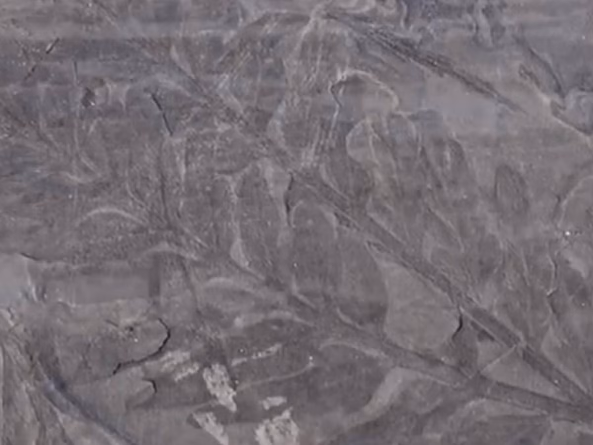 Một trong những hóa thạch lá cây được tìm thấy ở Nam Cực.