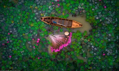 20 bức ảnh ấn tượng nhất thế giới chụp từ máy bay không người lái (UAV - Unmanned aerial vehicle) trong năm 2017 mới được trang chia sẻ ảnh Dronestagram lựa chọn và công bố với công chúng. Trong số này có bức ảnh người phụ nữ hái hoa súng tại đồng bằng sông Cửu Long, Việt Nam.