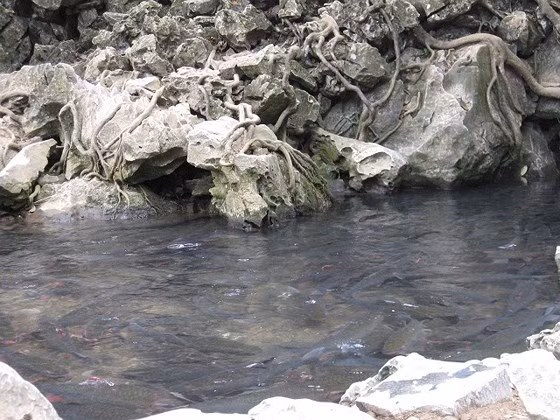 Suối cá thần càng kỳ bí khi được tạo nên bởi các hình thù lạ của đá, rễ cây rừng...