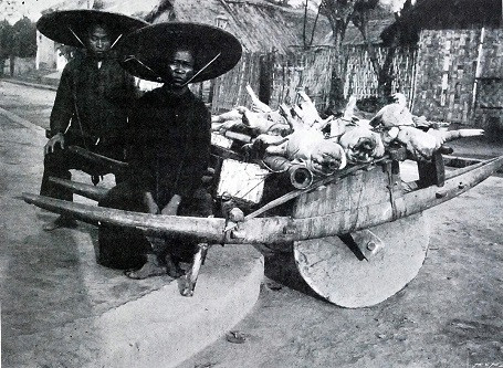 Hai phụ nữ kéo xe cút kít chở lợn ra chợ bán.