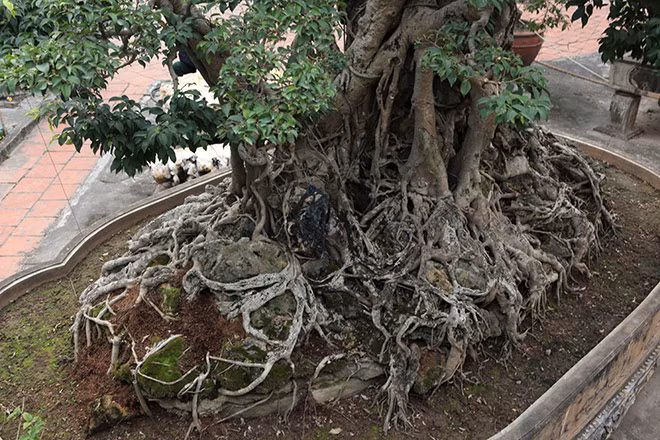 Cây sanh trồng chậu có bộ rễ “khủng” này được chủ nhân cho biết có nguồn gốc từ một gia đình quý tộc thời phong kiến. Dấu tích của thời gian chính là sự tương giao hòa hợp giữa cây và đá.