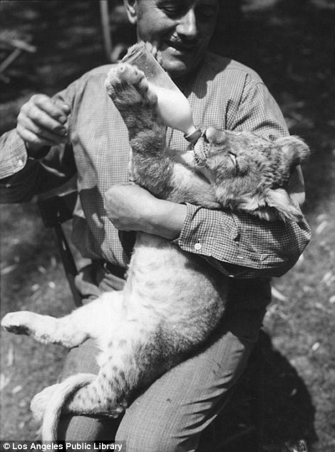 Một con sư tử con được ông Gay cho uống sữa.