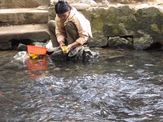 Người dân ra suối vo gạo, rửa rau... để cho cá cùng ăn.