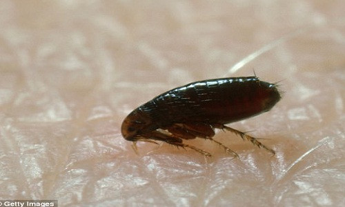 Theo các chuyên gia, những con bọ chét đốt người góp phần làm lây lan nhanh dịch hạch ở châu Âu có tỷ lệ tử vong cao.
