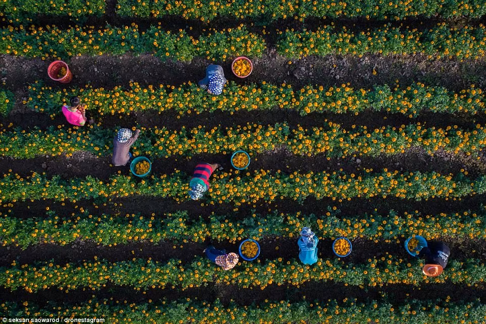 Những người nông dân hái hoa cúc vào buổi sáng sớm ở tỉnh Sukhothai, Thái Lan.