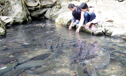 Du khách thích thú chơi đùa cùng cá.