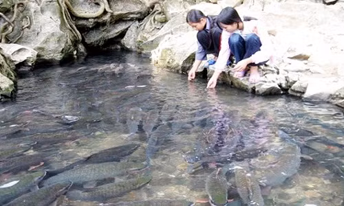 Du khách thích thú chơi đùa cùng cá.