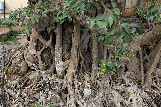 Lâu ngày, phần rễ đã phát triển dần và đến ngày nay gần như đã "nuốt trọn" hòn non bộ, trở thành cây sanh ôm đá độc đáo