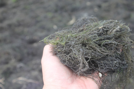 Rau câu có sợi mảnh.