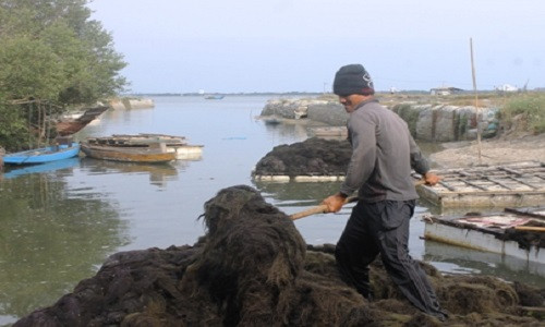 Rau câu chỉ có giá, người dân phấn khởi.