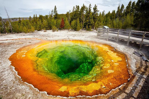 Màu sắc đặc biệt của hồ Morning Glory là do một loài vi khuẩn đặc biệt (còn gọi là tảo nhiệt) sống trong suối nước nóng.