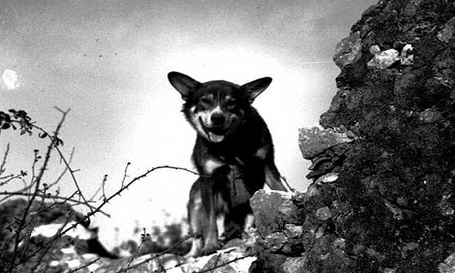 Chips là tên chú chó anh hùng nổi tiếng trong Chiến tranh thế giới 2 của quân đội Mỹ. Đây là một trong số hàng ngàn chú chó nghiệp vụ chính thức được đưa vào quân đội kể từ Thế chiến 2.