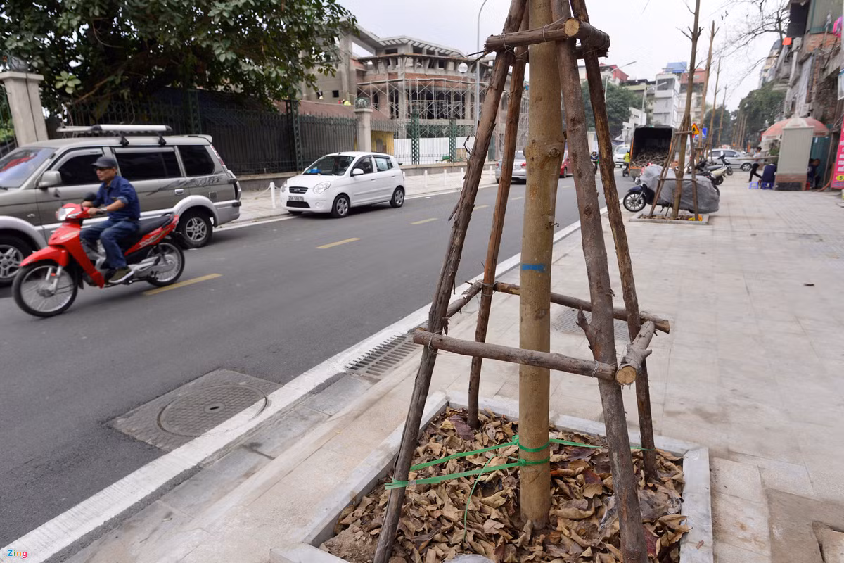 Hàng cây bàng lá nhỏ sớm được trồng dọc phố.