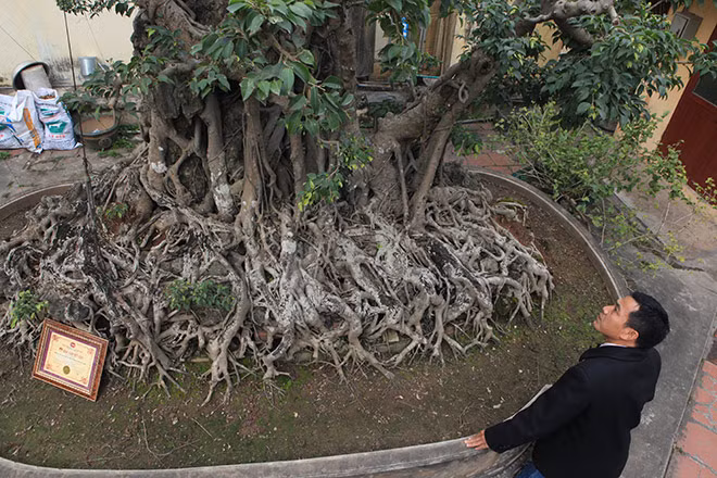 Nhận thấy cây tiềm ẩn một thế dáng độc đáo trông tựa như thế của chín con rồng đang tranh nhau một viên ngọc nên chủ nhân quyết định tạo theo thế "Cửu long tranh châu".