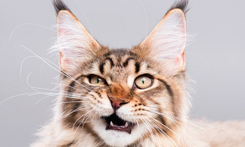 Tuy nhiên, việc thử nghiệm bom dẫn đường bằng mèo nhanh chóng thất bại. Nguyên do, những con mèo tham gia thí nghiệm thường bất tỉnh ngay khi quả bom được ném xuống.