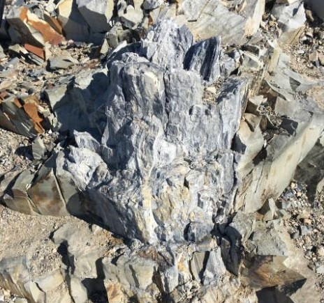 Một trong những hóa thạch gốc cây được tìm thấy.