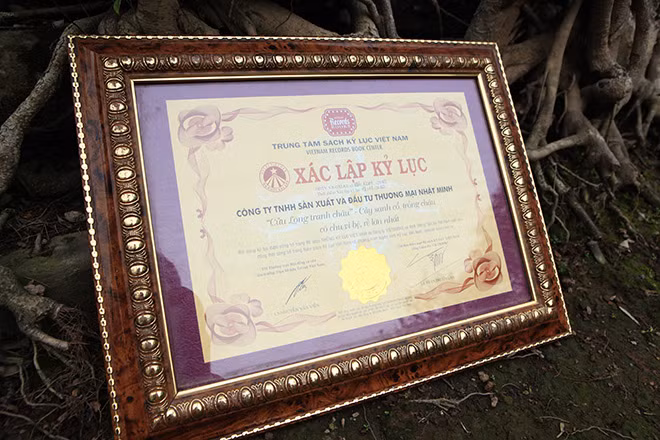 Bằng xác lập kỷ lục “cây sanh cổ trồng chậu có chu vi bộ rễ lớn nhất Việt Nam” (năm 2010). Theo kết quả giám định của bộ môn Dược liệu trường Đại học Dược Hà Nội, xét theo mẫu vật lấy tại cành cây sanh này cho số tuổi khoảng 152 năm tuổi.